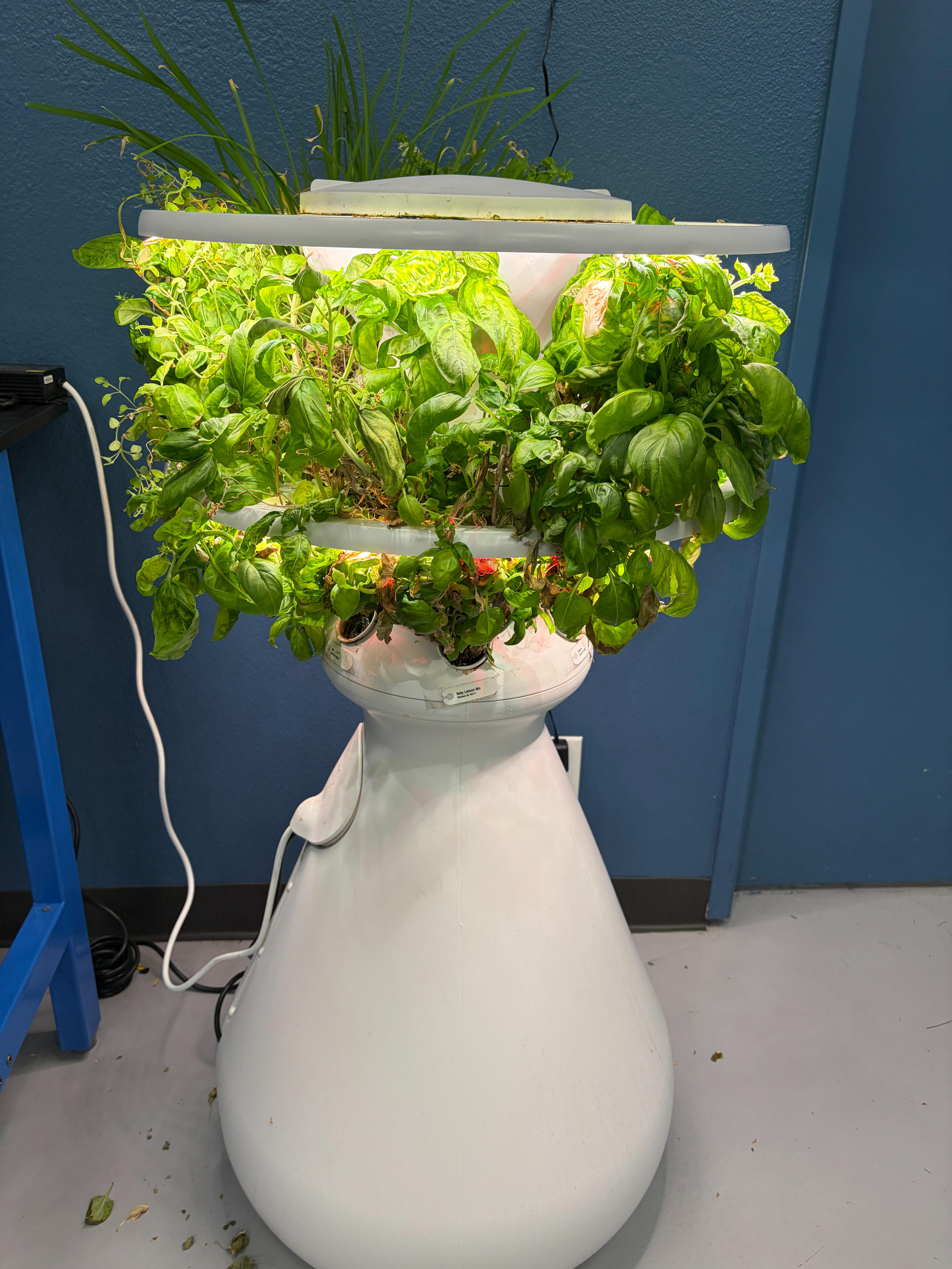 Hydroponic Basil Growth in Controlled Lab System Hydroponic lettuce growing in a controlled indoor system used for water and oxygenation experiments